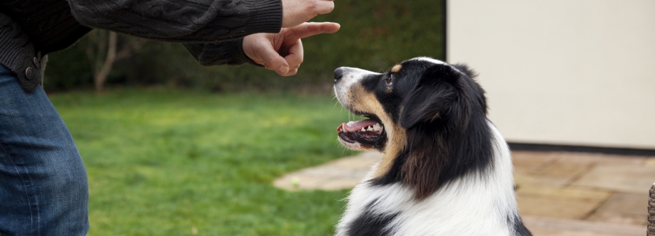 Dogs training in Dubai Cover Image