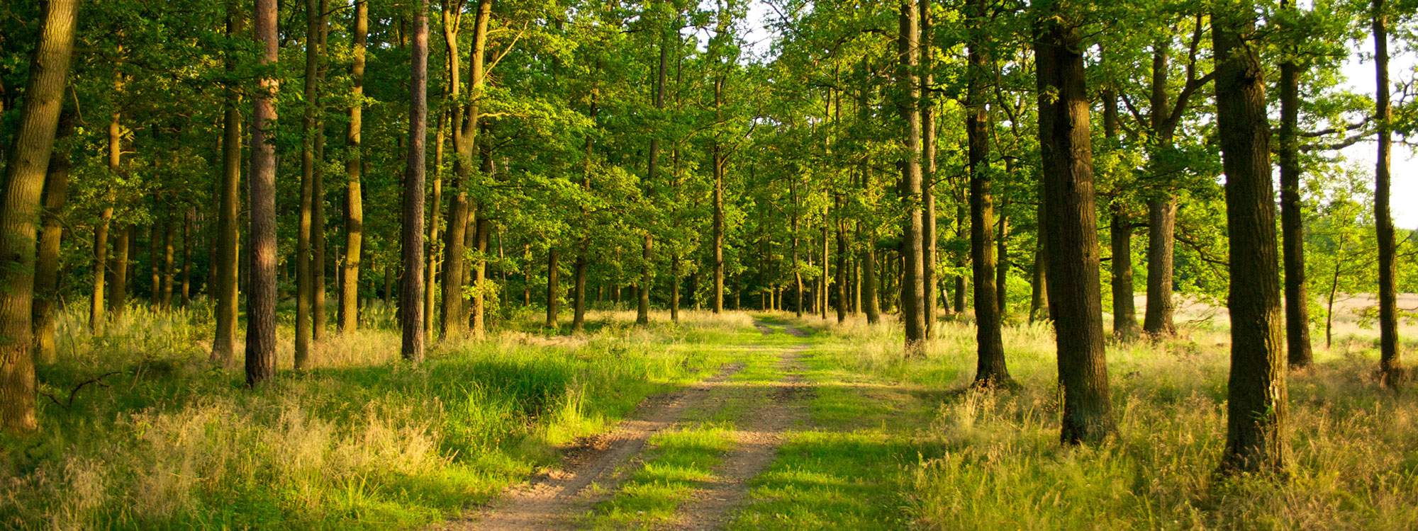 Pearlman & Associates St Louis Therapy & CounselingPearlman & Associates