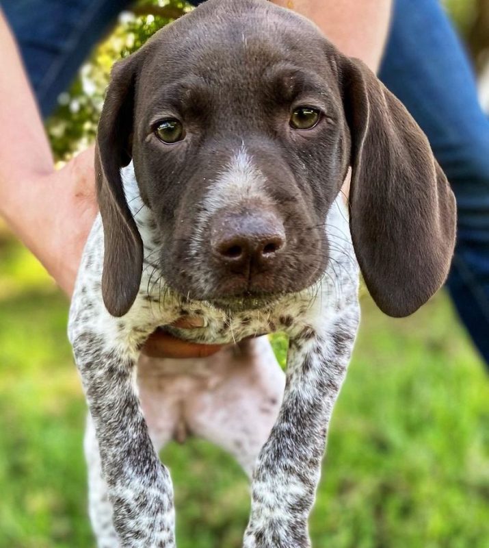 German shorthaired pointers puppies for sale - GS Pointers Home
