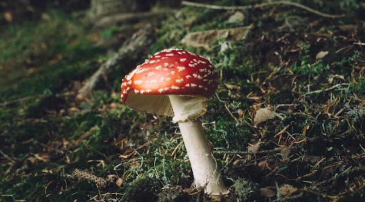 The Complete Guide on Medicinal Mushrooms: A Book for Organic Healing - Fresno News Post