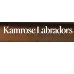 kamrose Labradors Profile Picture