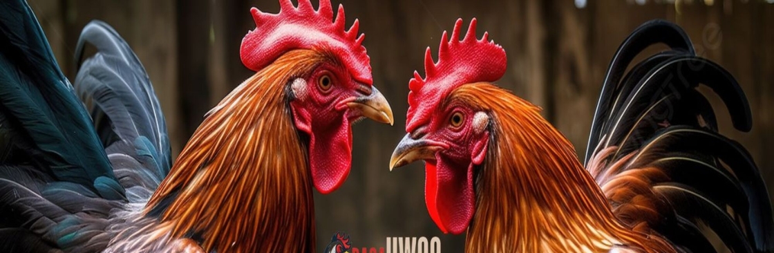 Đá gà UW99 Cover Image
