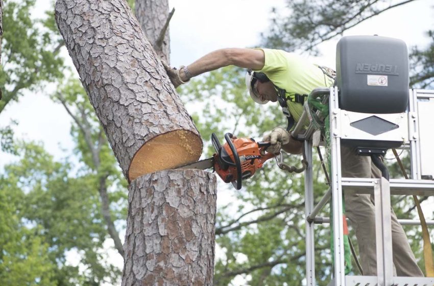 What Should You Do If a Tree Falls During a Storm in Fleming Island? – Webs Article