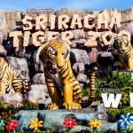 Tiger Topia Sriracha Zoo Profile Picture