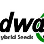 seed ways Profile Picture