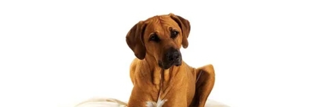 Dogboke of Hoboken Cover Image