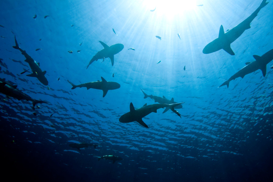 Shark Attacks in Bali: Facts, Safety Tips & Real Cases