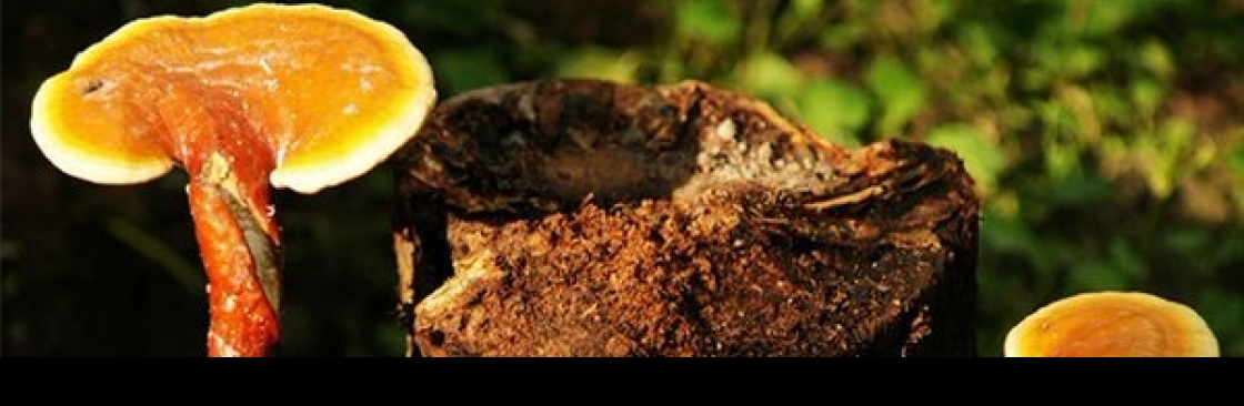 Fujian Herbal Treasure Bioengineering Co Ltd Cover Image
