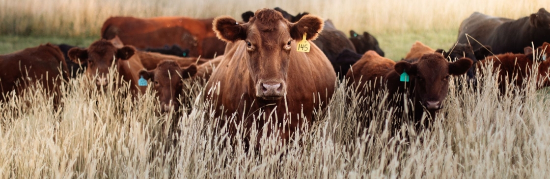 Digi kraal Cover Image