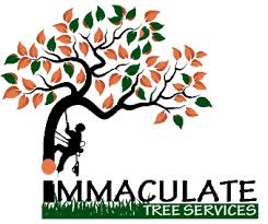 Tree Felling Services - Immaculate Tree Felling