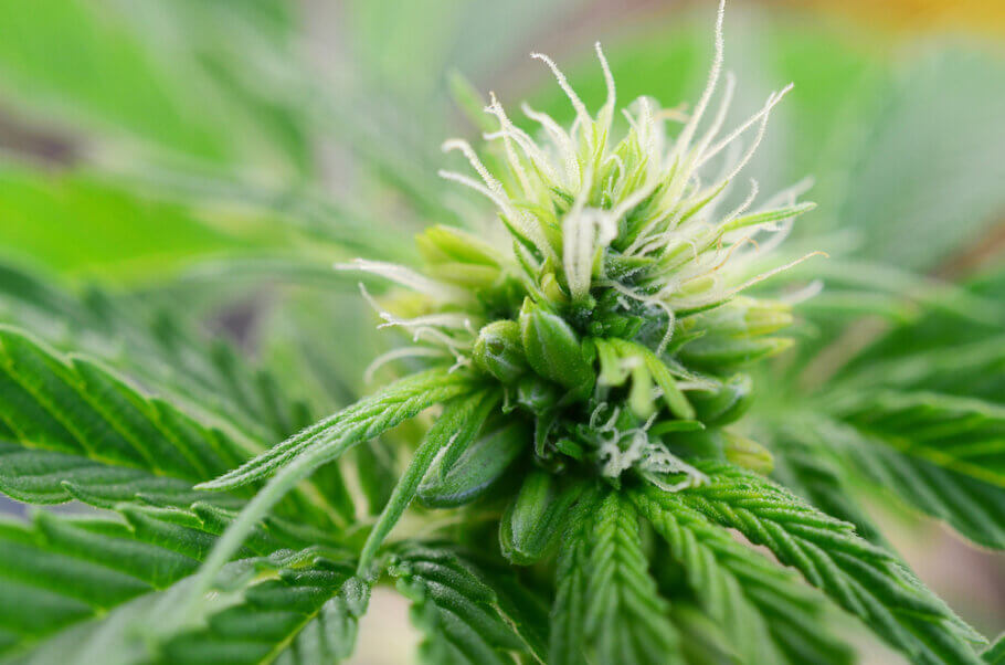 The Complete Guide to Growing Quality Cannabis with the Right Soil and Tools – Site Title