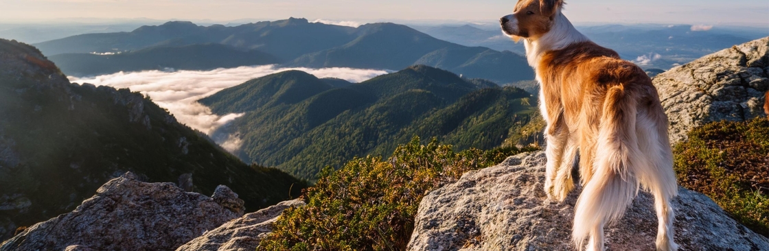 K9 Haeven Cover Image