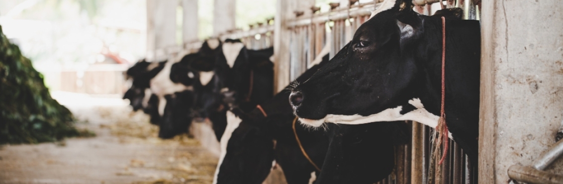 Manoj Kumar Cover Image