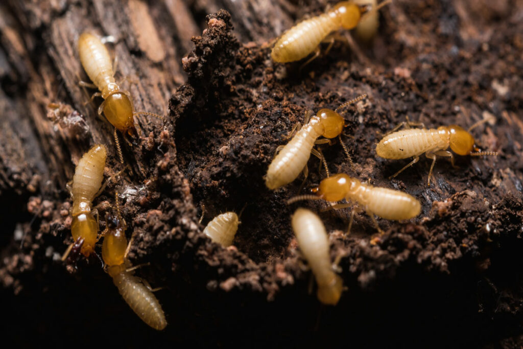 anti termite treatment in oman