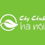 Công Ty TNHH MTV Cây Cảnh Hà Nội Profile Picture