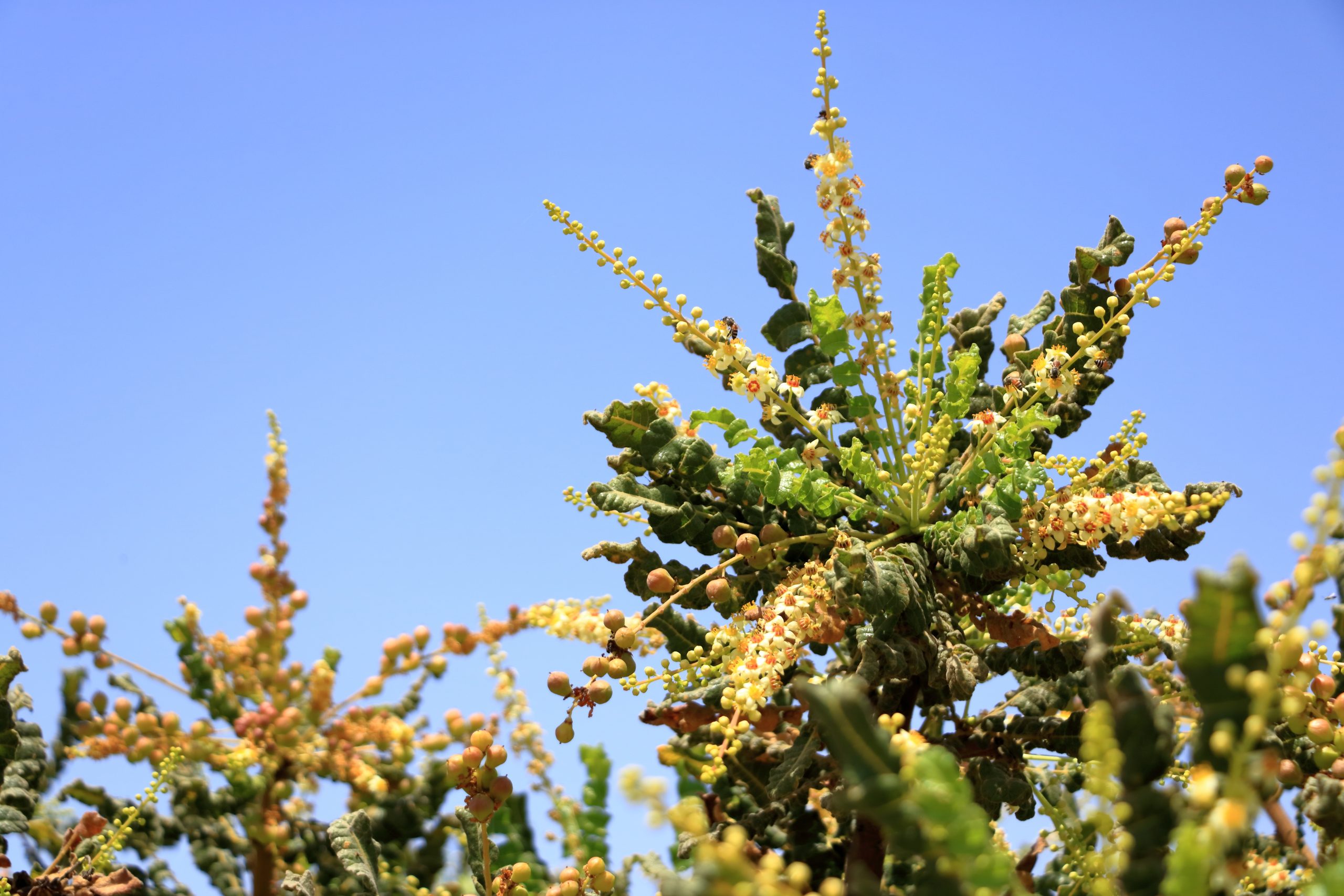 OMANI LUBAN HONEY - Honoor