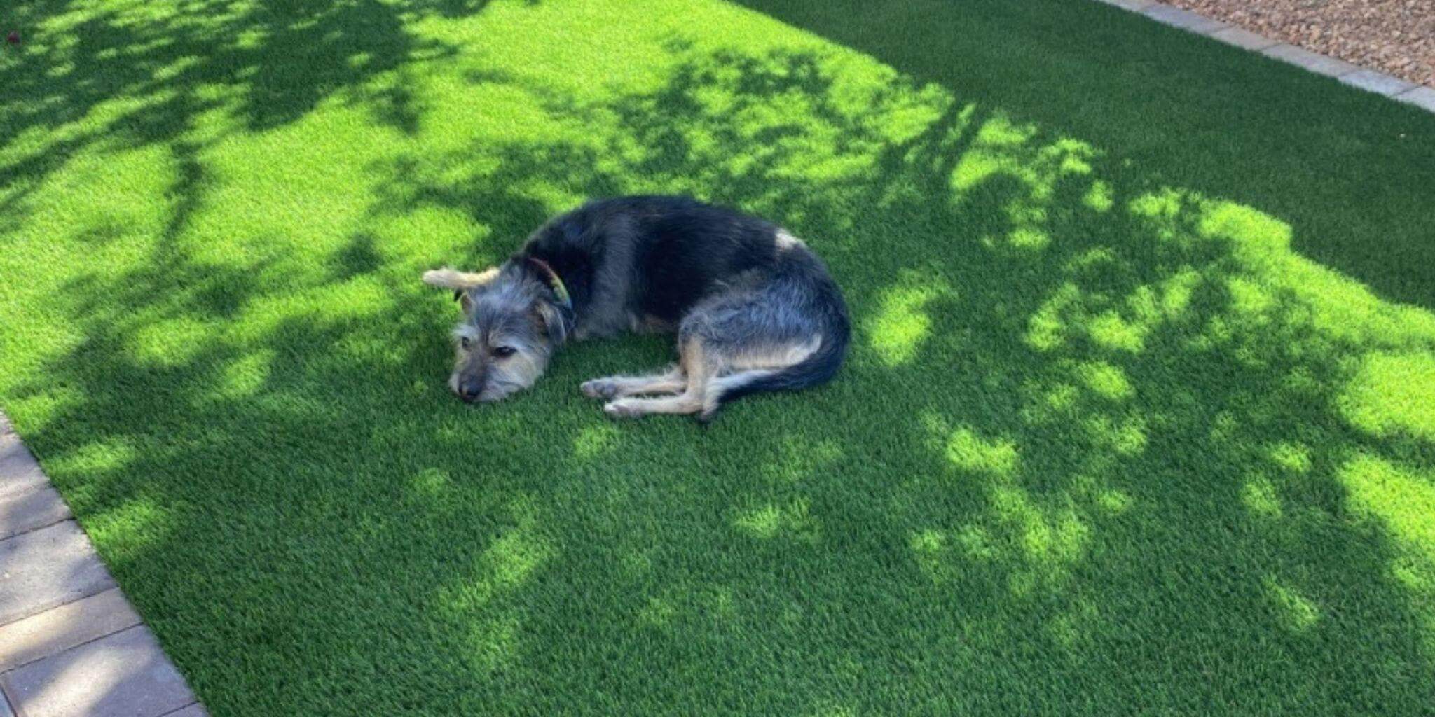 Pet-Friendly Artificial Grass for Dubai Homes
