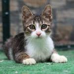 mykitten so Profile Picture