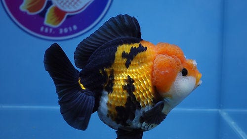 Best Fancy Goldfish in Austin: Quality, Health, and Affordability at ChuChuGoldfish | by Chuchugoldfish | Nov, 2025 | Medium