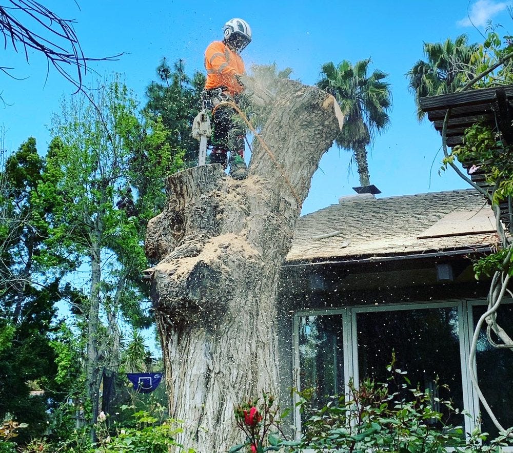Elevate Your Landscape with Professional Tree Care Service in San Diego | by Pena Tree Services | Nov, 2025 | Medium