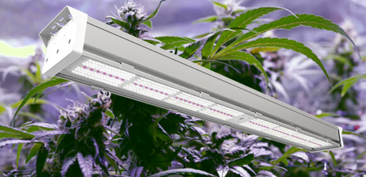 thecloneconservatory: The Ultimate Beginner’s Guide to LED Cannabis Grow Lights and Grow Tent Kits
