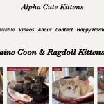 alphacutekittens Profile Picture