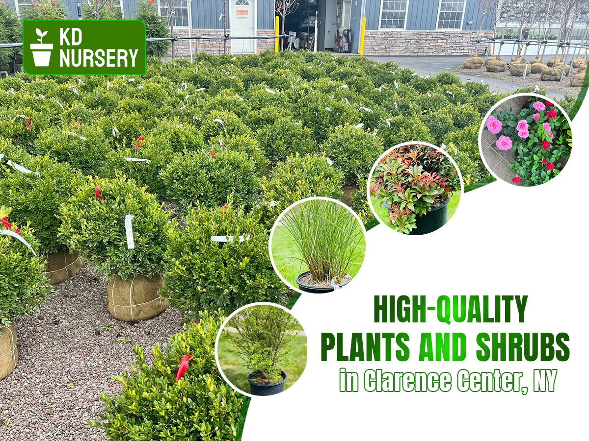 KD Nursery | Trusted Plant Nursery & Garden Center In Buffalo, NY
