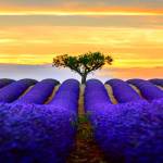 7vwin bet Profile Picture