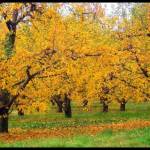 Godrej Woods Profile Picture