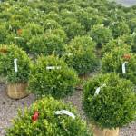 kd nursery Profile Picture